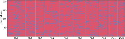 Identification of a new QTL underlying seminal root number in a maize-teosinte population